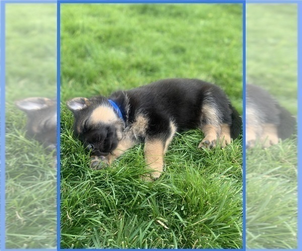 Medium Photo #2 German Shepherd Dog Puppy For Sale in CRKD RVR RNCH, OR, USA