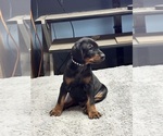 Puppy Muscles Doberman Pinscher