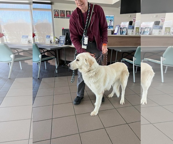 Medium Photo #2 Labrenees Puppy For Sale in San Diego, CA, USA