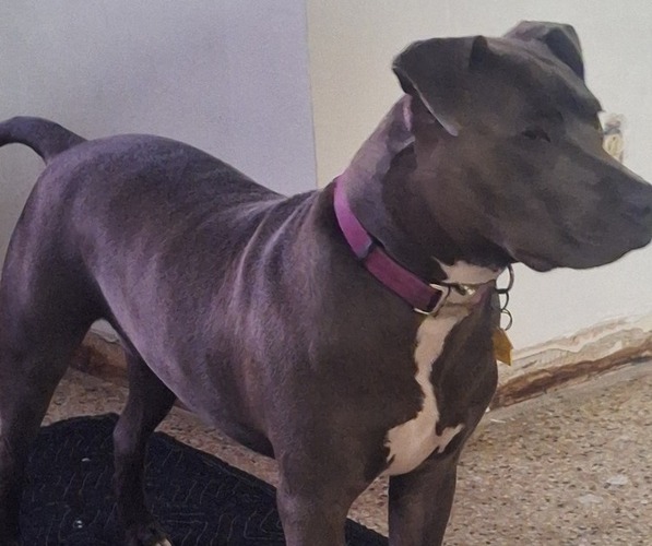 Medium Photo #1 Bullypit Puppy For Sale in OKEECHOBEE, FL, USA