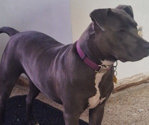 Bullypit Puppy for sale in OKEECHOBEE, FL, USA