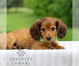 Dachshund Puppy for sale in ANNVILLE, PA, USA