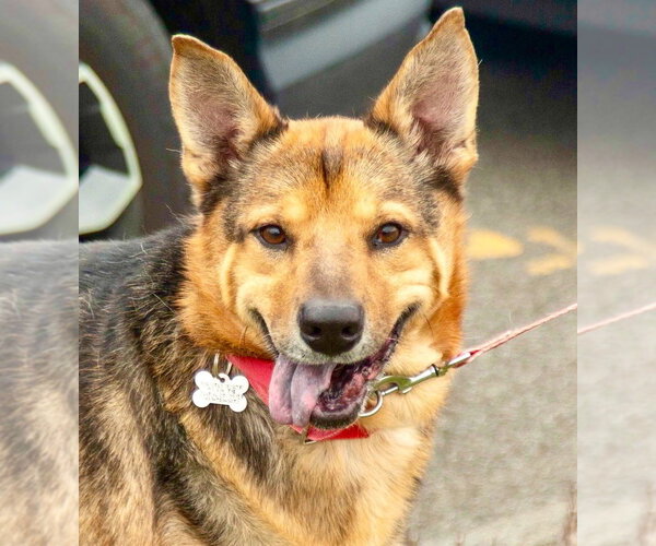 Medium Photo #9 German Shepherd Dog-Unknown Mix Puppy For Sale in Canton, CT, USA