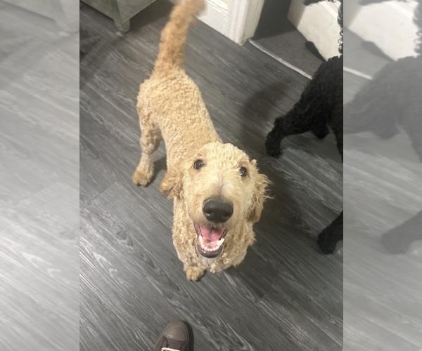 Medium Photo #3 Goldendoodle Puppy For Sale in BLOOMFIELD, NJ, USA