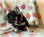 Small Photo #17 French Bulldog Puppy For Sale in TERRE HAUTE, IN, USA
