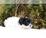 Small #17 ShihPoo