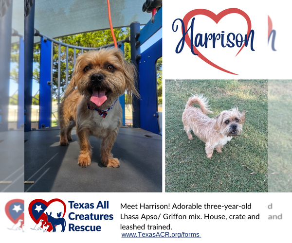 Medium Photo #1 Lhaffon Puppy For Sale in Lillian, TX, USA
