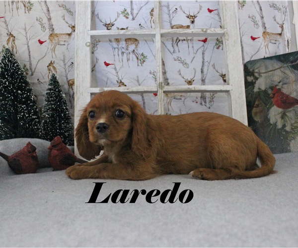 Medium Photo #1 Cavalier King Charles Spaniel Puppy For Sale in CHANUTE, KS, USA