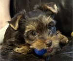 Small #1 Yorkshire Terrier