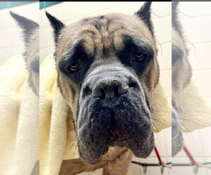 Mastiff Dogs for adoption in Goodyear, AZ, USA