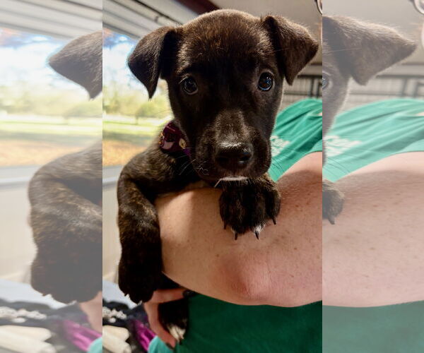 Medium Photo #3 Labrador Retriever-Unknown Mix Puppy For Sale in Clarkston, MI, USA