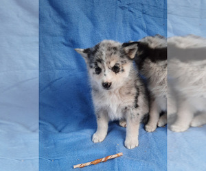 Pomsky Puppy for sale in SPOTSYLVANIA, VA, USA