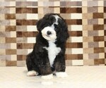 Small #2 Bernedoodle (Miniature)