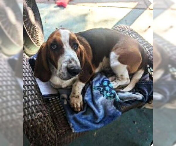 Medium Photo #6 Basset Hound Puppy For Sale in Deepwater, NJ, USA