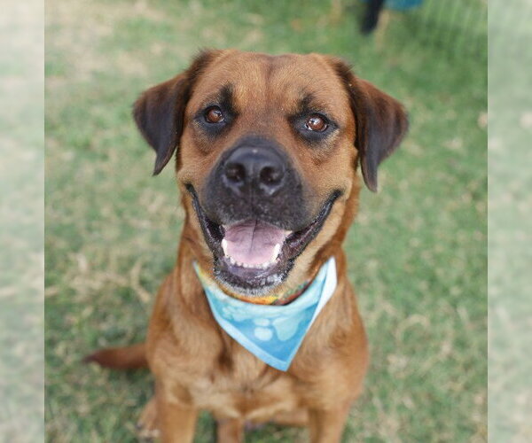 Medium Photo #1 Bullmastiff-Unknown Mix Puppy For Sale in San Antonio, TX, USA