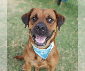 Bullmastiff-Unknown Mix Dogs for adoption in San Antonio, TX, USA