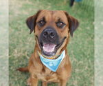 Small Bullmastiff Mix