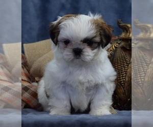 Shih Tzu Puppy for sale in SILEX, MO, USA