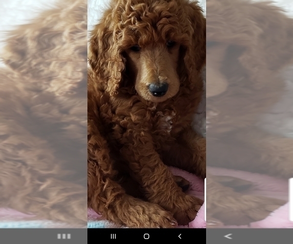 Medium Photo #16 Poodle (Standard) Puppy For Sale in SEATTLE, WA, USA