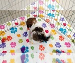 Tucker - Male Havashire Puppy for Sale - Photo #9