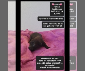 Yorkipoo Puppy for sale in TUCSON, AZ, USA