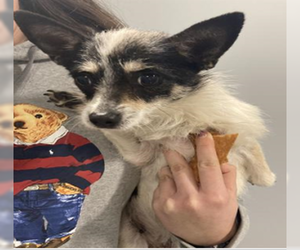 Jack Chi Dog for Adoption in San Jose, California USA