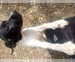 Small #13 German Shorthaired Pointer