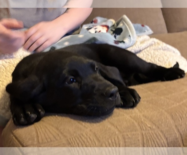 Medium Photo #6 Labrador Retriever Puppy For Sale in LAKESIDE MARBLEHEAD, OH, USA