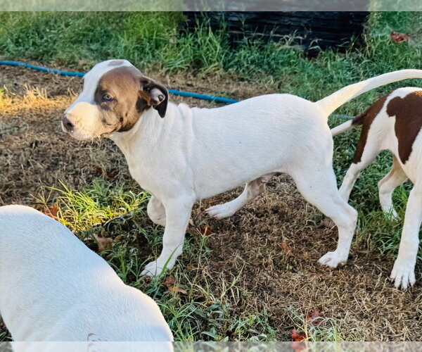 Medium Photo #2 Mutt Puppy For Sale in Claremore, OK, USA