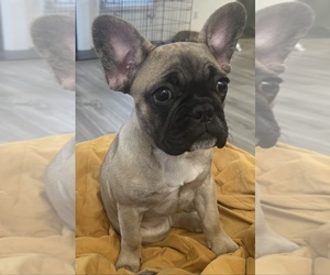 French Bulldog Puppy for Sale in EAST AMHERST, New York USA