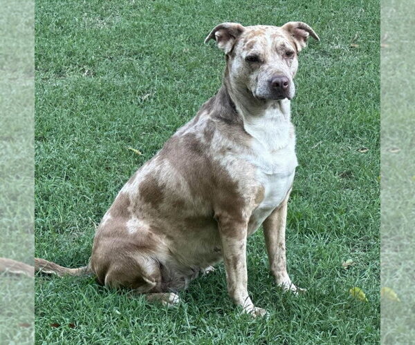 Medium Photo #3 Catahoula Leopard Dog Puppy For Sale in Yardley, PA, USA