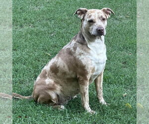 Bernadette - Female Catahoula Leopard Dog Dog for Adoption - Photo #3