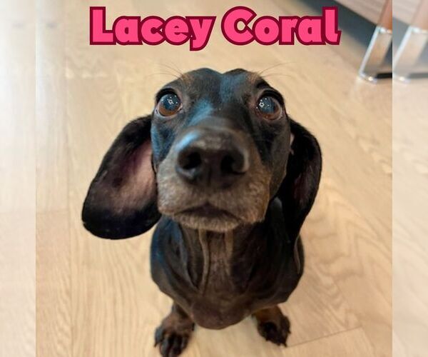 Medium Photo #9 Dachshund Puppy For Sale in San Antonio, TX, USA