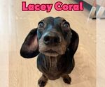Small #8 Dachshund