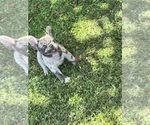 Puppy Moe French Bulldog