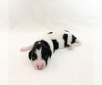 Puppy 4 Bernedoodle-Poodle (Miniature) Mix