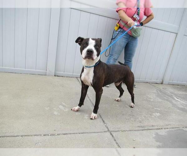Medium Photo #1 American Pit Bull Terrier-Unknown Mix Puppy For Sale in Louisville, KY, USA