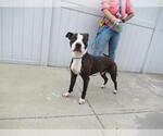 Small American Pit Bull Terrier Mix