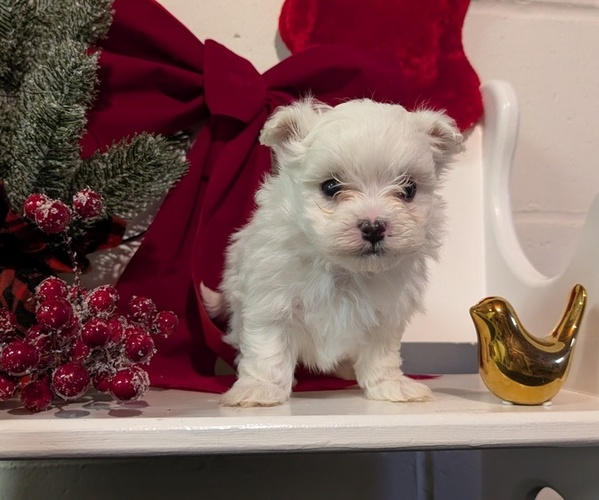 Medium Photo #3 Maltese Puppy For Sale in GOSHEN, IN, USA