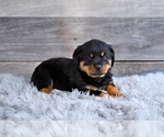 Small #9 Rottweiler