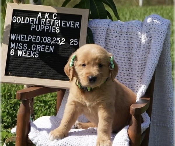 Medium Photo #2 Golden Retriever Puppy For Sale in PLANT CITY, FL, USA