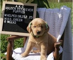 Small #1 Golden Retriever