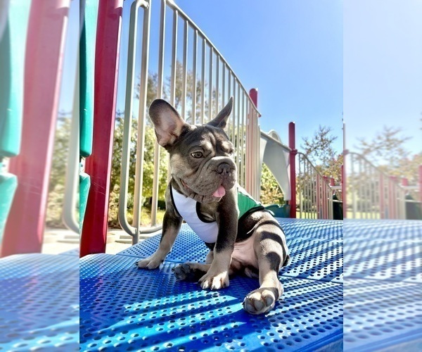 Medium Photo #1 French Bulldog Puppy For Sale in SEATTLE, WA, USA