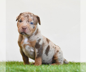 American Bully Puppy for sale in DE LEON SPRINGS, FL, USA