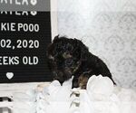 Small Photo #7 Poodle (Toy)-Yorkshire Terrier Mix Puppy For Sale in FAYETTEVILLE, NC, USA