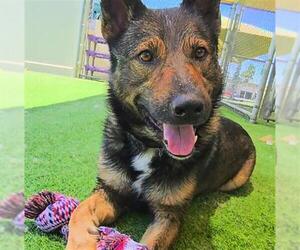 German Shepherd Dog Dogs for adoption in Camarillo, CA, USA