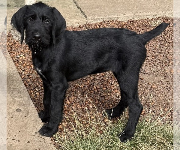 Medium Photo #1 German Wirehaired Pointer Puppy For Sale in ALBANY, OR, USA