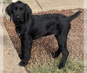 Medium German Wirehaired Pointer