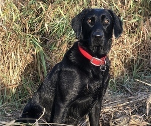 Mother of the Labrador Retriever puppies born on 06/21/2022