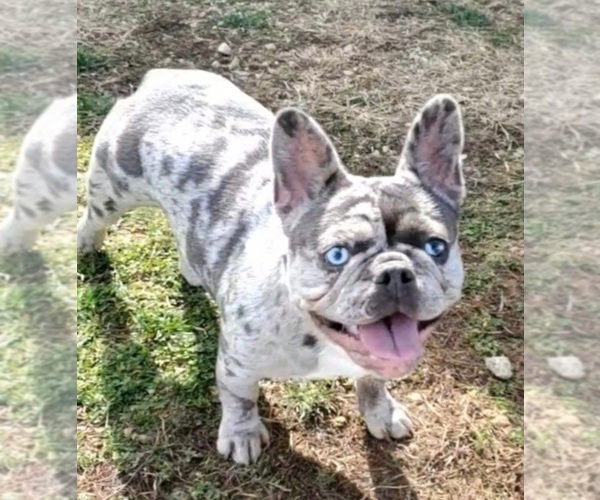 Medium Photo #1 French Bulldog Puppy For Sale in BOSTON, KY, USA